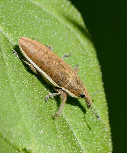 Réf. 241 233 : Lixus sp.